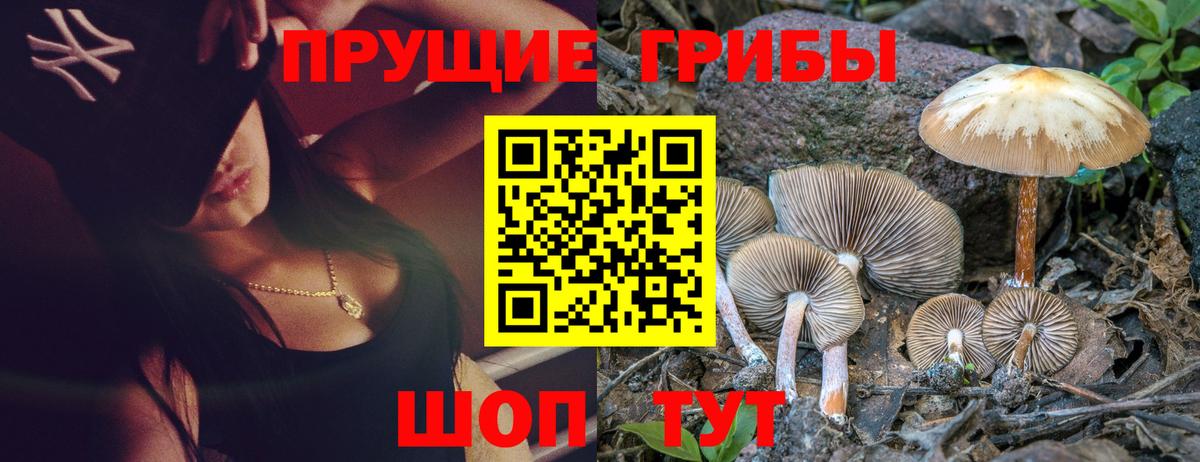 Псилоцибиновые грибы Cubensis Реутов